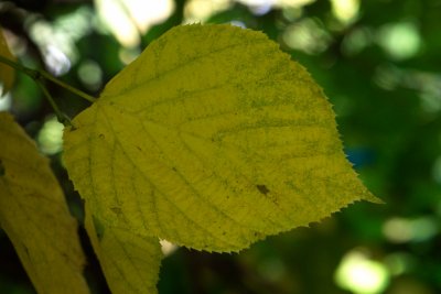 Tilia americana 'Nova' - lípa americká - list podzim